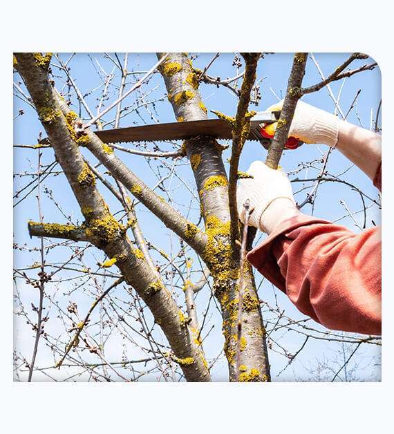 Tree Removal Huntington Beach