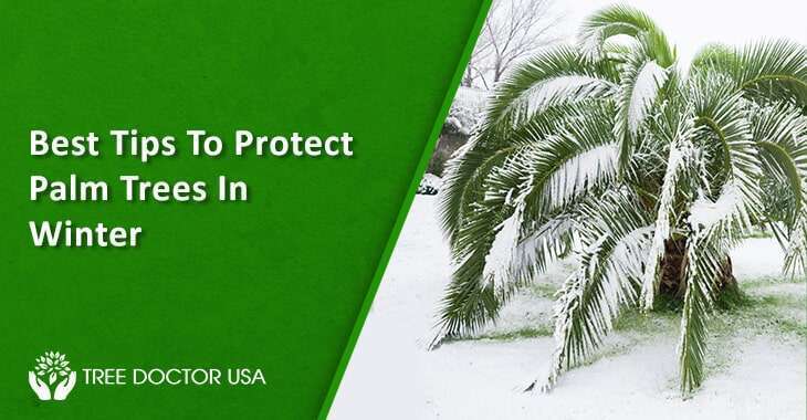 Tips To Protect Palm Trees In Winter