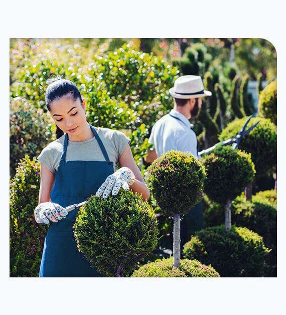 Tree Trimming in Los Angeles