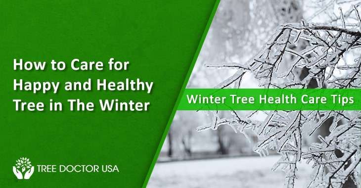 Tree Health Care in winter