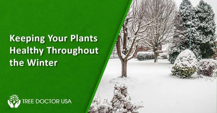 Keeping Your Plants Healthy Throughout the Winter