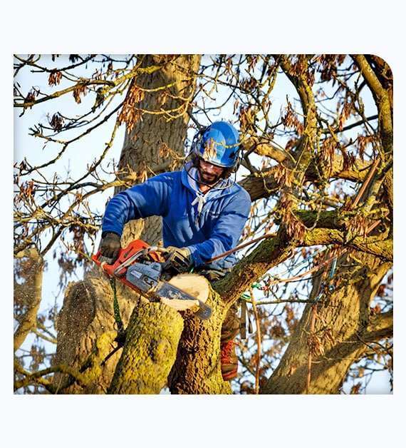 tree services lakeside