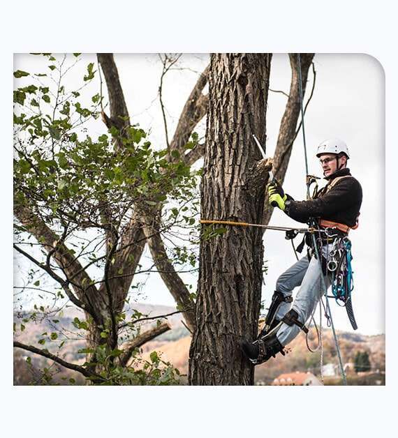 Tree Services in Escondido