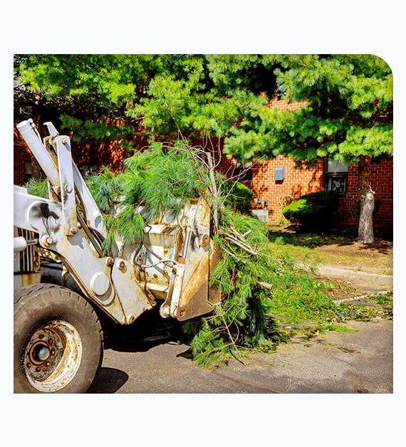 Tree Services in Laguna Niguel