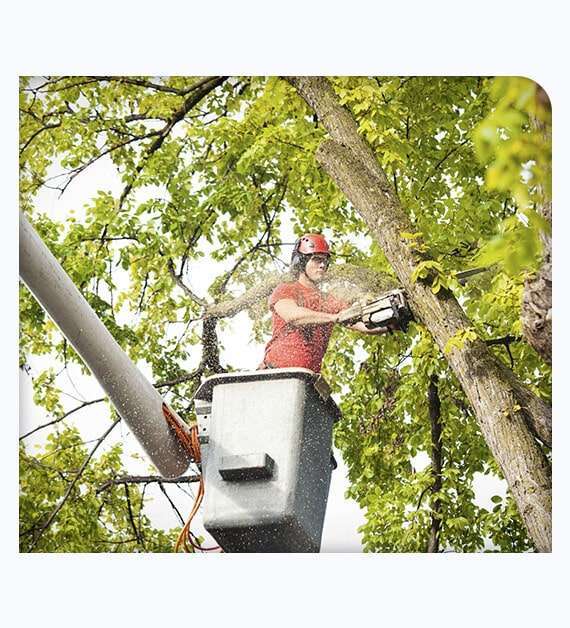 Delmar tree services