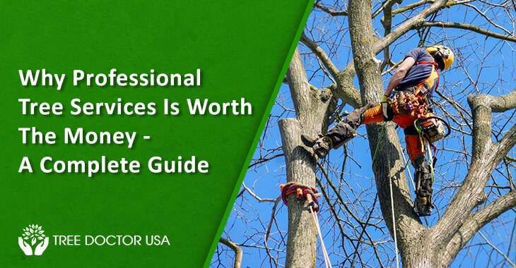 Professional Tree Services: A Complete Guide