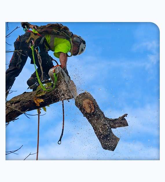 Certified Arborist in Escondido