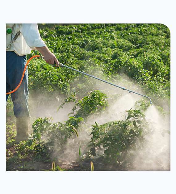 Spider Mites Control Services In San Diego