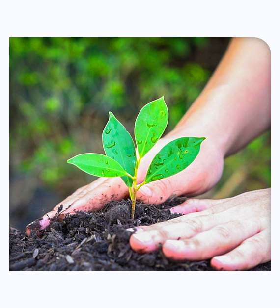 Tree Planting in Los Angeles