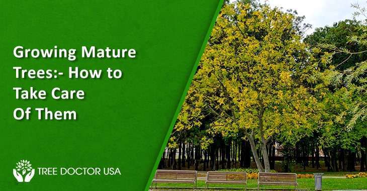 How to Care for Mature Trees