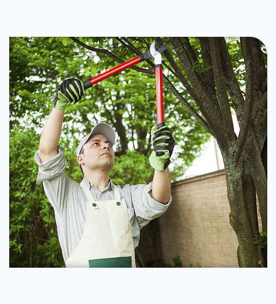 Tree pruning service