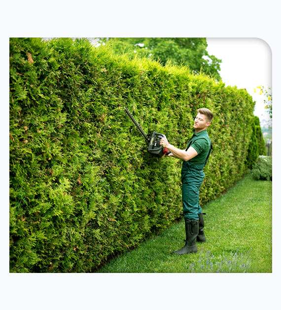 tree services in Fullerton