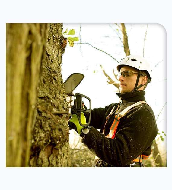 professional arborist in Los Angeles