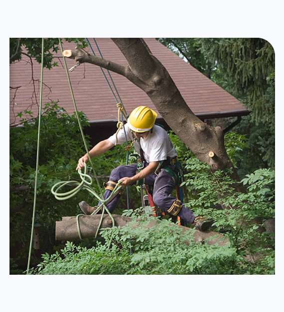 Tree removal Costa Mesa