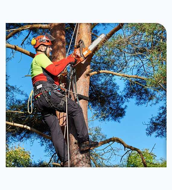 tree trimming San Marcos