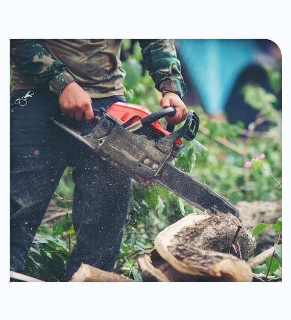 tree trimmer in Hemet