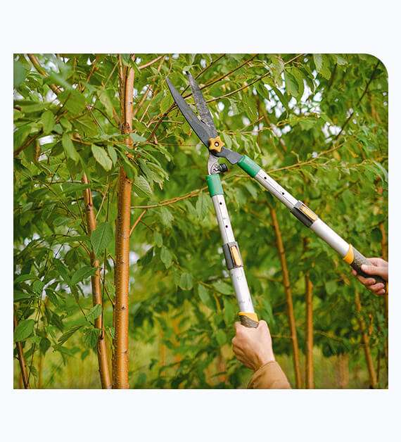 Tree trimming in Torrance