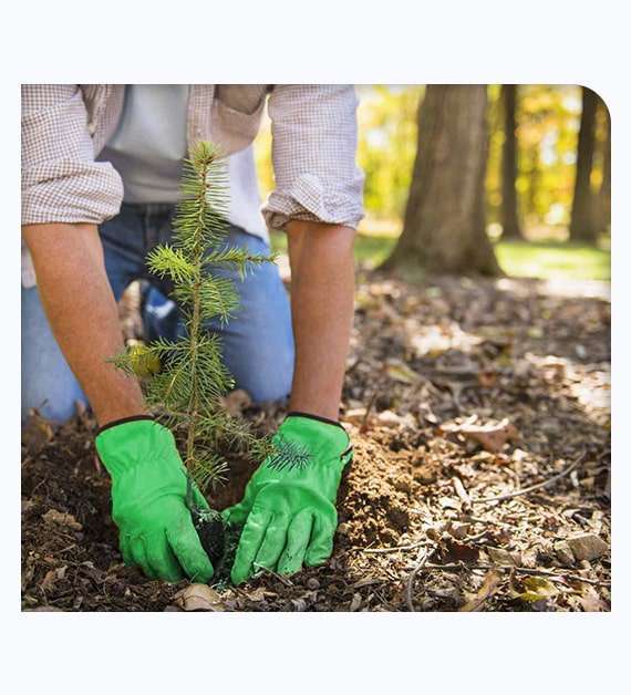 Carlsbad Tree Care Services