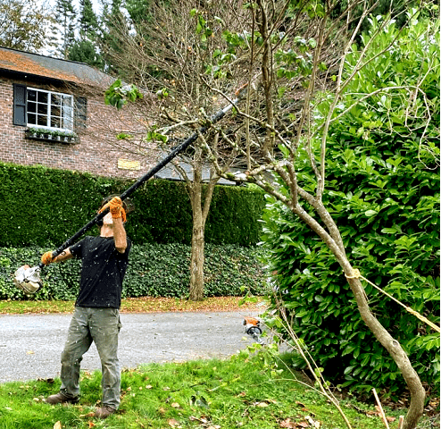 Dead Tree Removal