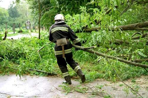 Tree Services