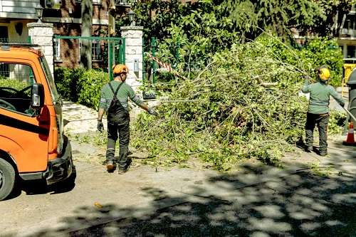 Hazardous Tree Removal