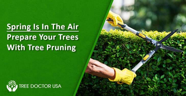 Pruning Trees in Spring