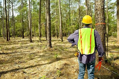 Trained Technicians Arborists