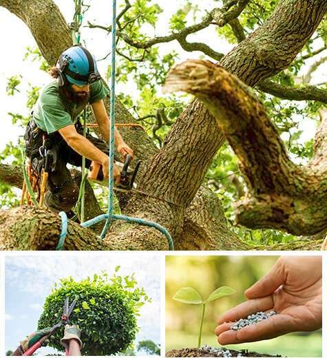 Effective Tree Services