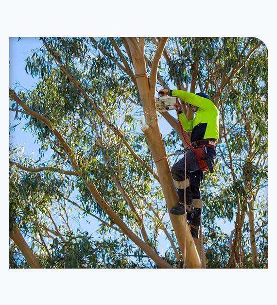 Arboriculture Consultation Alpine