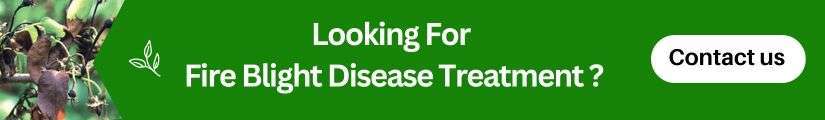 looking for Fire Blight Disease treatment