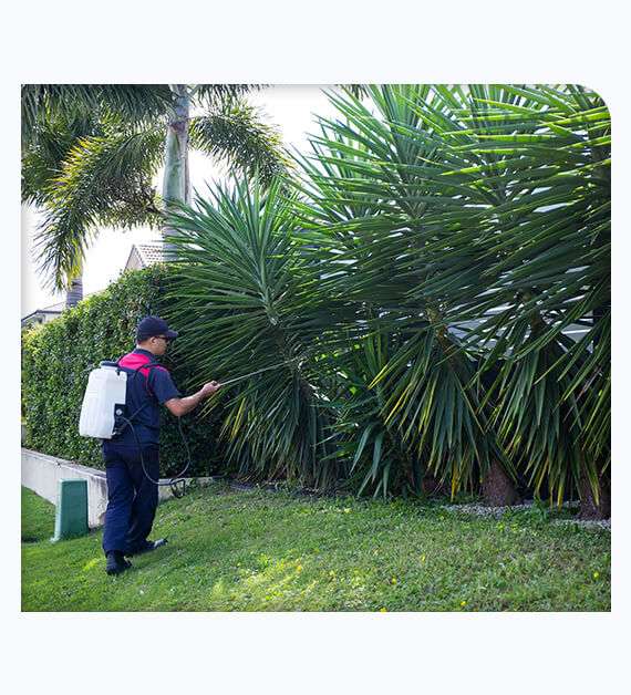 South American Palm Weevil Treatment