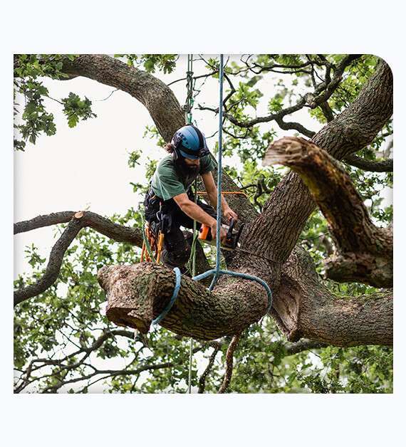 Tree Preservation Services in San Diego