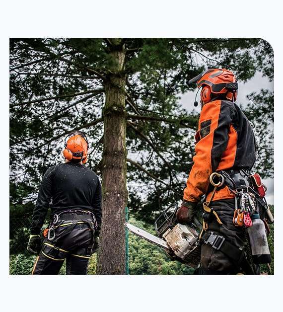 Arborist Consulting Services in San Diego