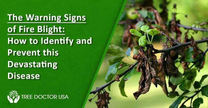 Be Prepared: A Comprehensive Guide to Fire Blight Disease Treatment