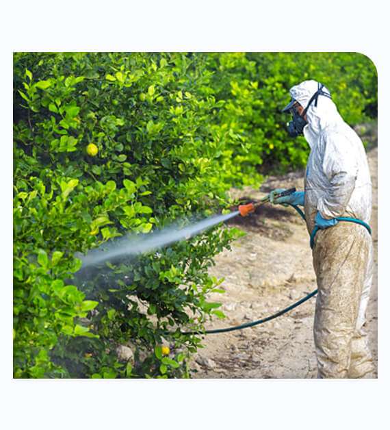 Pest Control in Lemon Grove