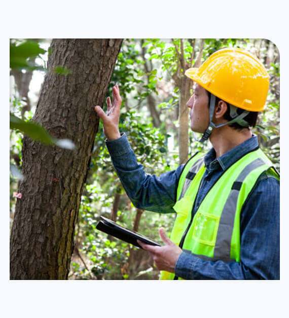 Tree Health Assessment