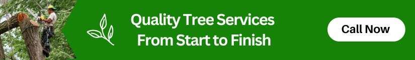 spring tree pruning