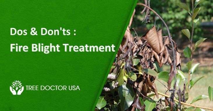 Fire Blight Treatment