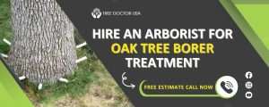 Hire an Arborist for Oak Tree Borer Treatment