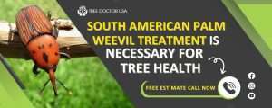 South American Palm Weevil Treatment