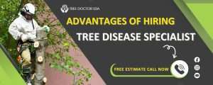 Tree Disease Treatment
