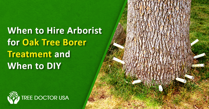 Oak Tree Borer Treatment