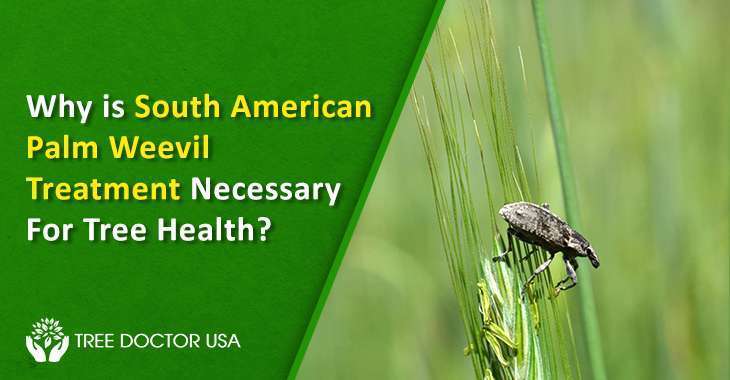 South American Palm Weevil Treatment