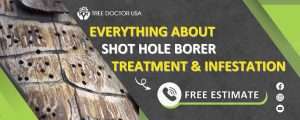 Shot Hole Borer Treatment