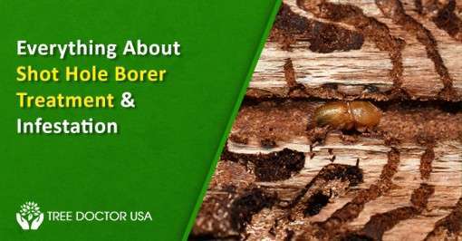 Shot Hole Borer Treatment