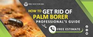 Palm Weevil Treatment