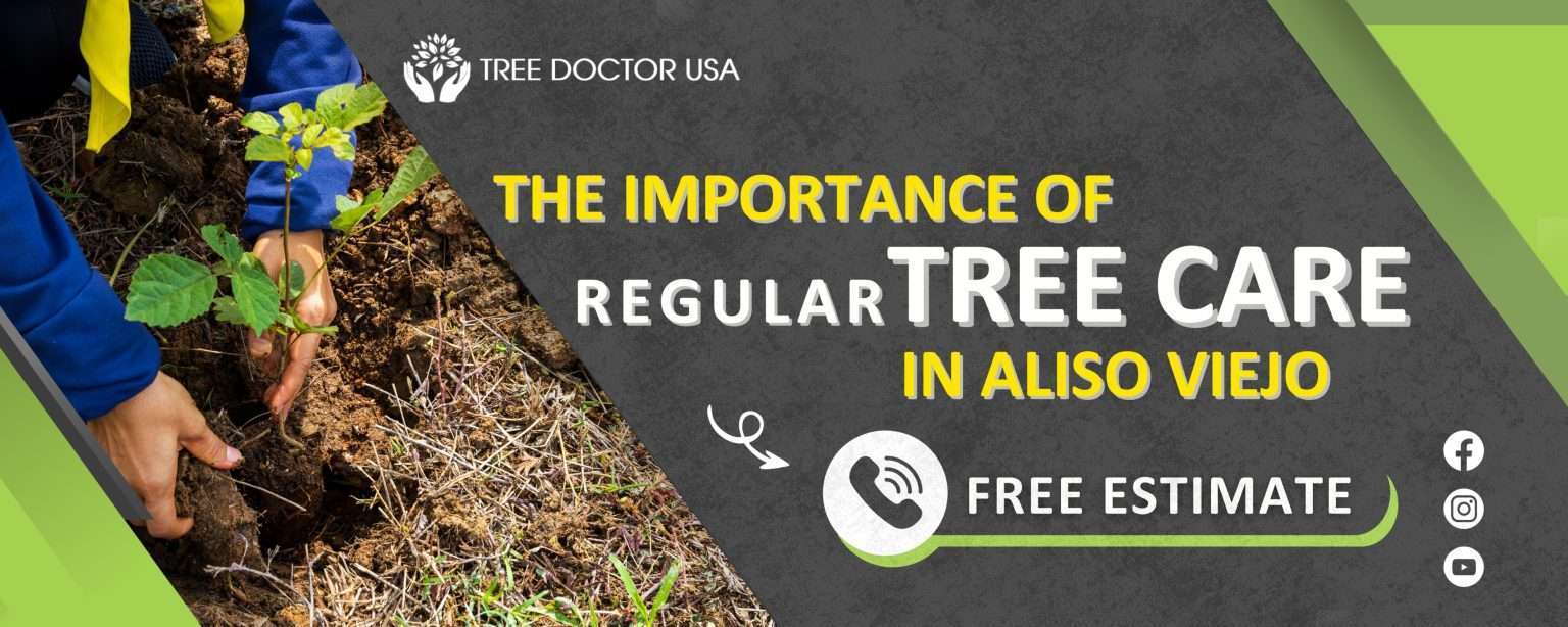 Importance Of Regular Tree Care In Aliso Viejo | Tree Doctor USA