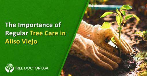 Tree Care in Aliso Viejo