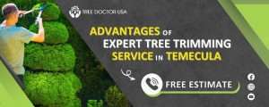 Tree Trimming Services Temecula