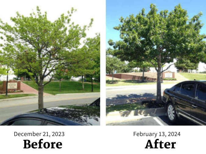 Tree Service in San Diego, Before After Image